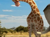 Giselle the Giraffe