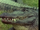 Alligator (Kidsongs)