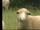 Sheep (ABC's Sing-A-Long)