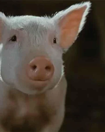 Wilbur Charlotte S Web Wiki Fandom One of the most popular children's classics. charlotte s web wiki fandom