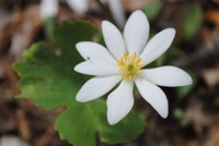 Sanguinaria