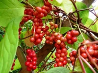 Schisandra