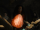 Enchanted Egg