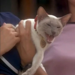 Kit Charmed Fandom See more ideas about charmed, vintage charms, cats. kit charmed fandom