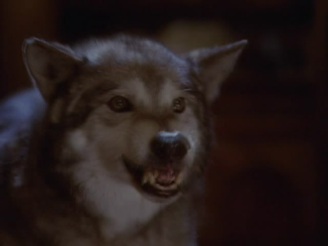 The big bad wolf клип