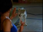 Phoebe see's the Wolf and follows it down the Halls