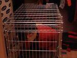 Tessa locked in a cage