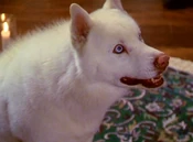 PrueHusky