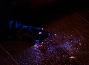 DantalianHandShatter