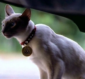 Kit, the Charmed Ones' Familiar