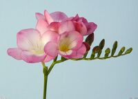 Pinkfreesia