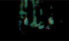 Tumblr o1ksgebU7a1uhh267o3 250