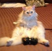 Xbox cat
