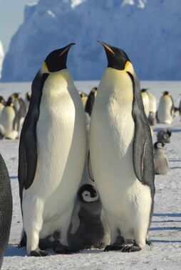 Emperor Penguins