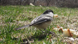 Chickadee Motion Detected Bird