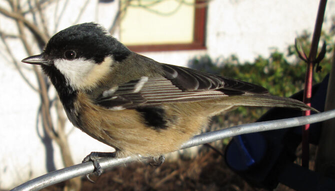 Coaltit2