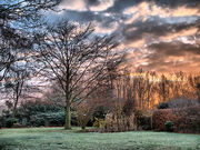 Winterly Sunrise in Garden