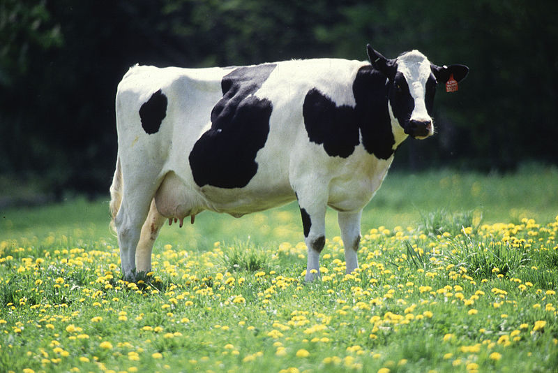 Cow Definition & Meaning - Merriam-Webster