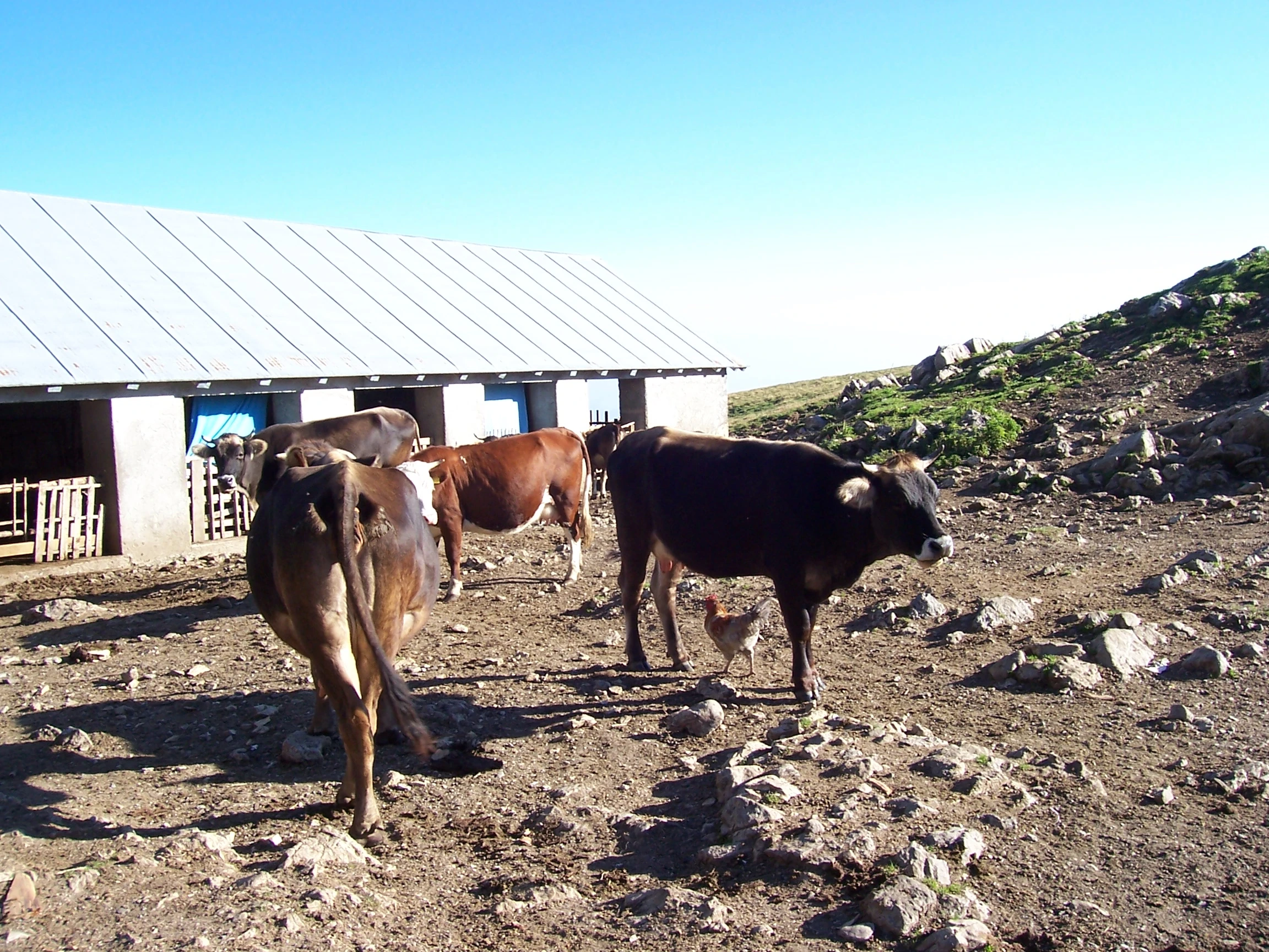 Tombea | WikiCheese | Fandom, image size:2304x1728