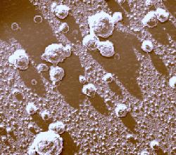 Pocasein