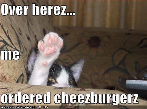 wat u mean wat r u wearin? Iz a cat. - Cheezburger - Funny Memes