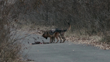Radioactive Dogs.png