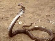 Indian-cobra