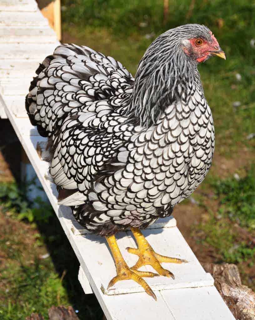 Brahma, Chicken Wiki