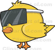 18806 cool yellow chicken wearing sunglasses