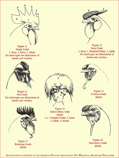 Comb hotsell types chickens