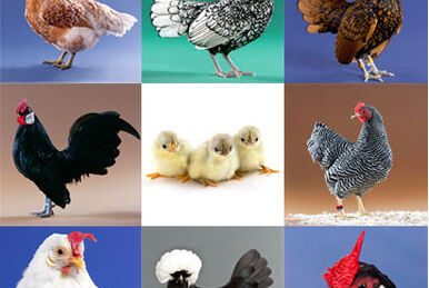 Brahma Chicken, Poultry Wiki