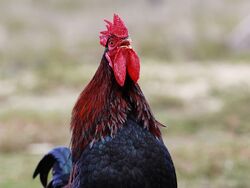 Rooster crowing front view