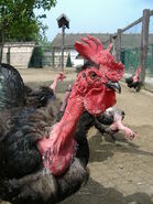 A naked neck rooster with some hens behind him