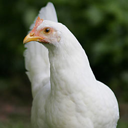 Hen feathering - Wikipedia