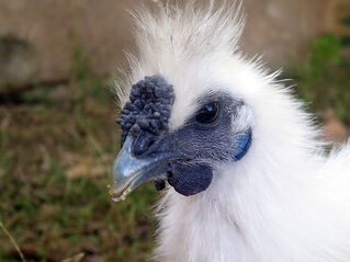 White silkie close-up