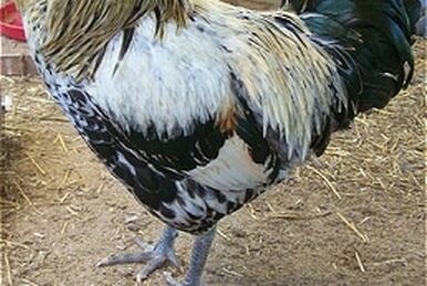 Brahma chicken - Wikipedia
