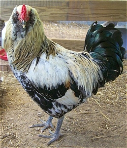 black easter egger hen