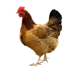 Hen