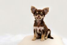 Chihuahua-2945855 960 720.jpg