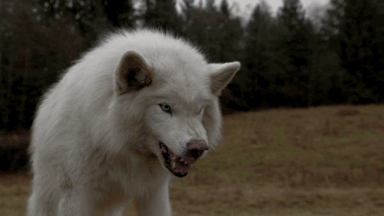 werewolf transformation gif tumblr