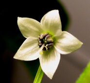 Typical C. annuum flower, Royal Embers.