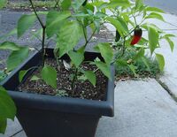 Halfway ripe jalapeño in a planter box in New Jersey in September