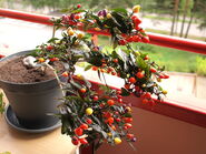 Bolivian Rainbow with its fruits in different stages of ripeness.