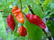 BhutJolokia09 Asit