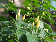 White small chili grown in Halady,Udupi dist