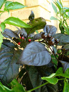 Black pearl cultivar