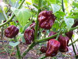 Congo pepper