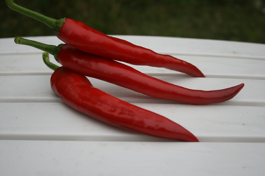 Guajillo chili, Chili Peppers Wiki