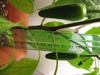A jalapeño plant with pods, the purple strips on the stem are anthocyanin, due to the growth under blue-green spectrum fluorescent lighting