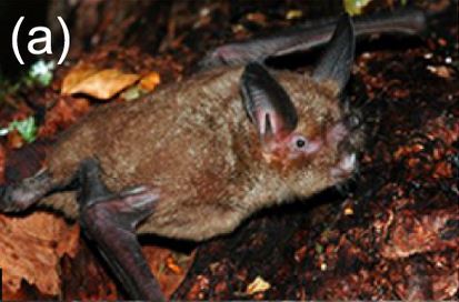 Silky short-tailed bat - Wikipedia